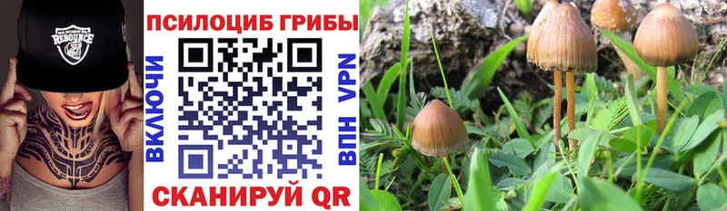 где найти наркотики  Чита  Псилоцибиновые грибы мицелий 